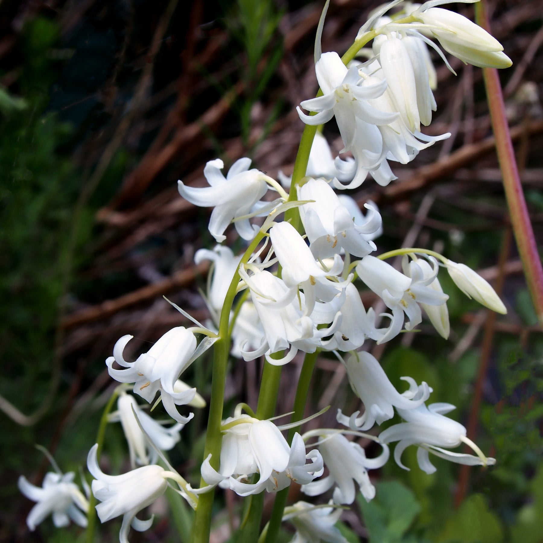 Hyazinthen-Zwiebeln - Spanisches Hasenglöckchen weiß (x10) - Hyacinthoides 'hispanica white'