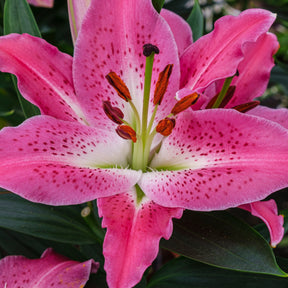 Lilium Star Gazer - Orientalische Lilie 'Star Gazer' - Lilien-Zwiebeln
