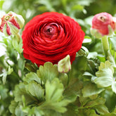 Rote Ranunkeln - Ranunculus red - Willemse
