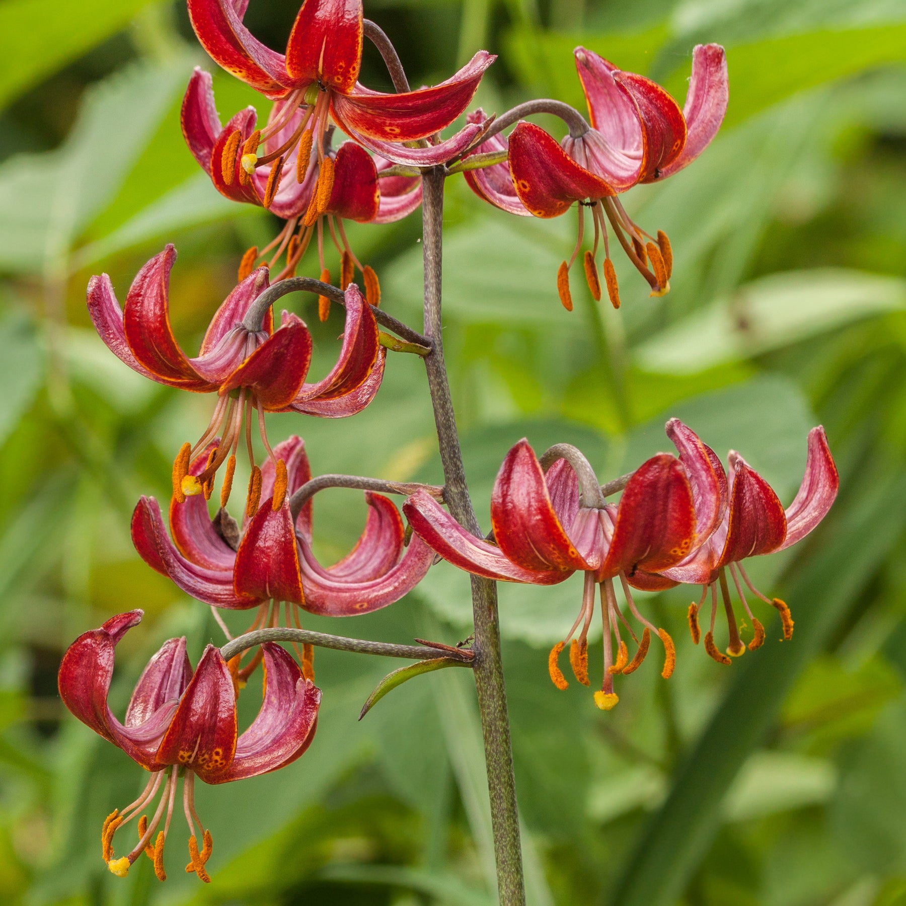 Türkenbundlilie Claude Shride - Willemse