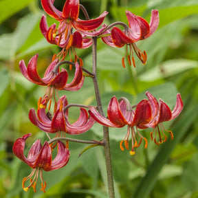Türkenbundlilie Claude Shride - Willemse