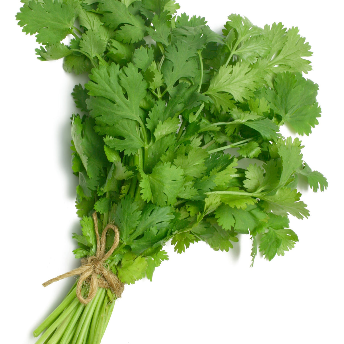 Koriander - Willemse