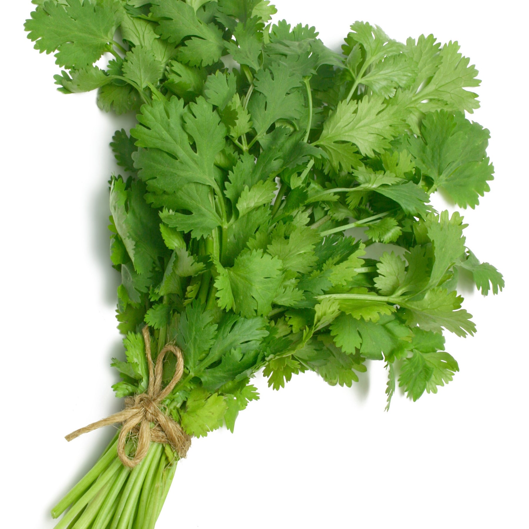 Koriander - Willemse