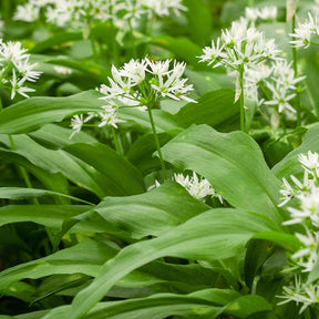 Artischocke - Bärlauch - Allium ursinum