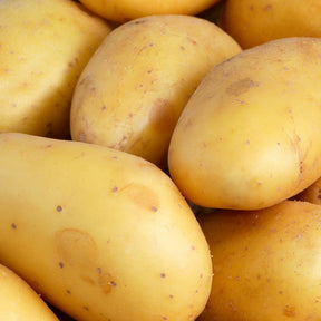 Kartoffel 'Goldmarie' (x25) - Willemse