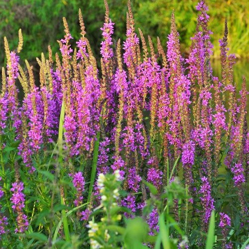 Blutweiderich - Teich