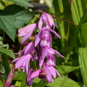 Orchidee Hyazinthe - Bletilla striata - Teich
