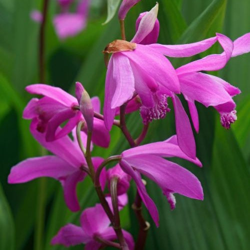 Orchidee Hyazinthe - Bletilla striata - Teichpflanzen