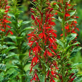 Wasserlobelia - Teich