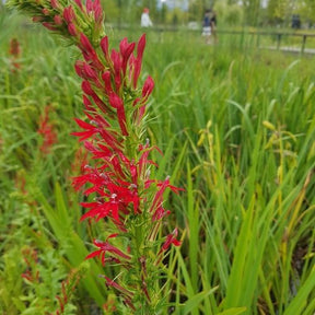 Wasserlobelia - Teichpflanzen