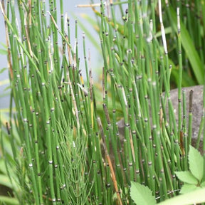 Japanischer Schachtelhalm - Equisetum japonicum - Teich