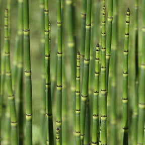 Japanischer Schachtelhalm - Equisetum japonicum - Teichpflanzen