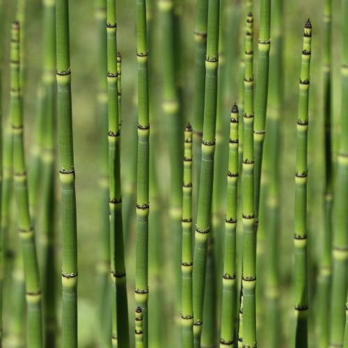 Japanischer Schachtelhalm - Equisetum japonicum - Teichpflanzen