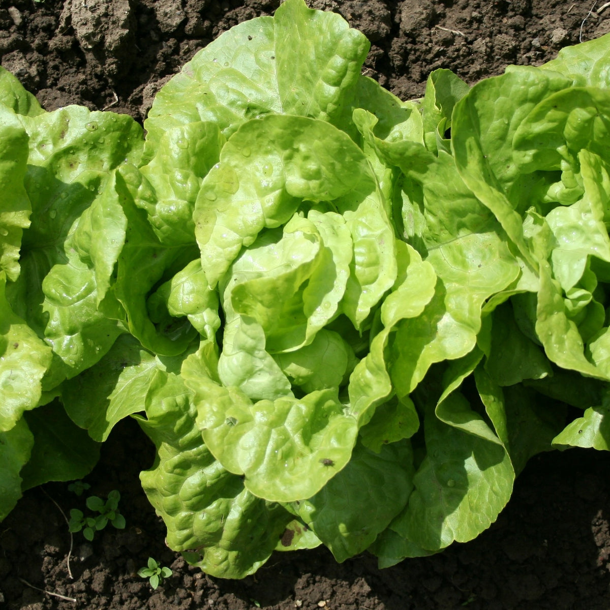 Kopfsalat Appia (x6) - Willemse