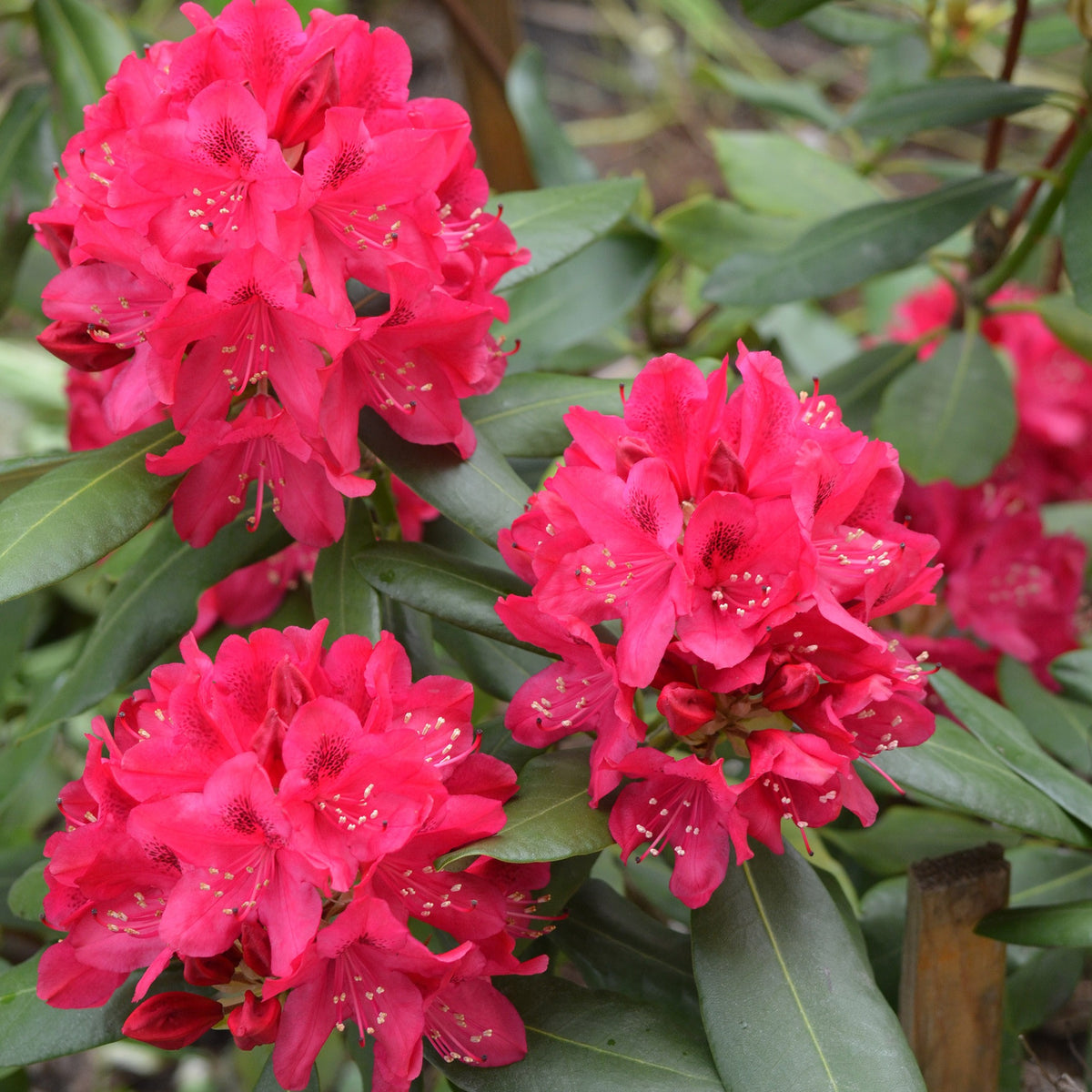 Alpenrose 'Nova Zembla' - Rhododendron Nova Zembla - Willemse