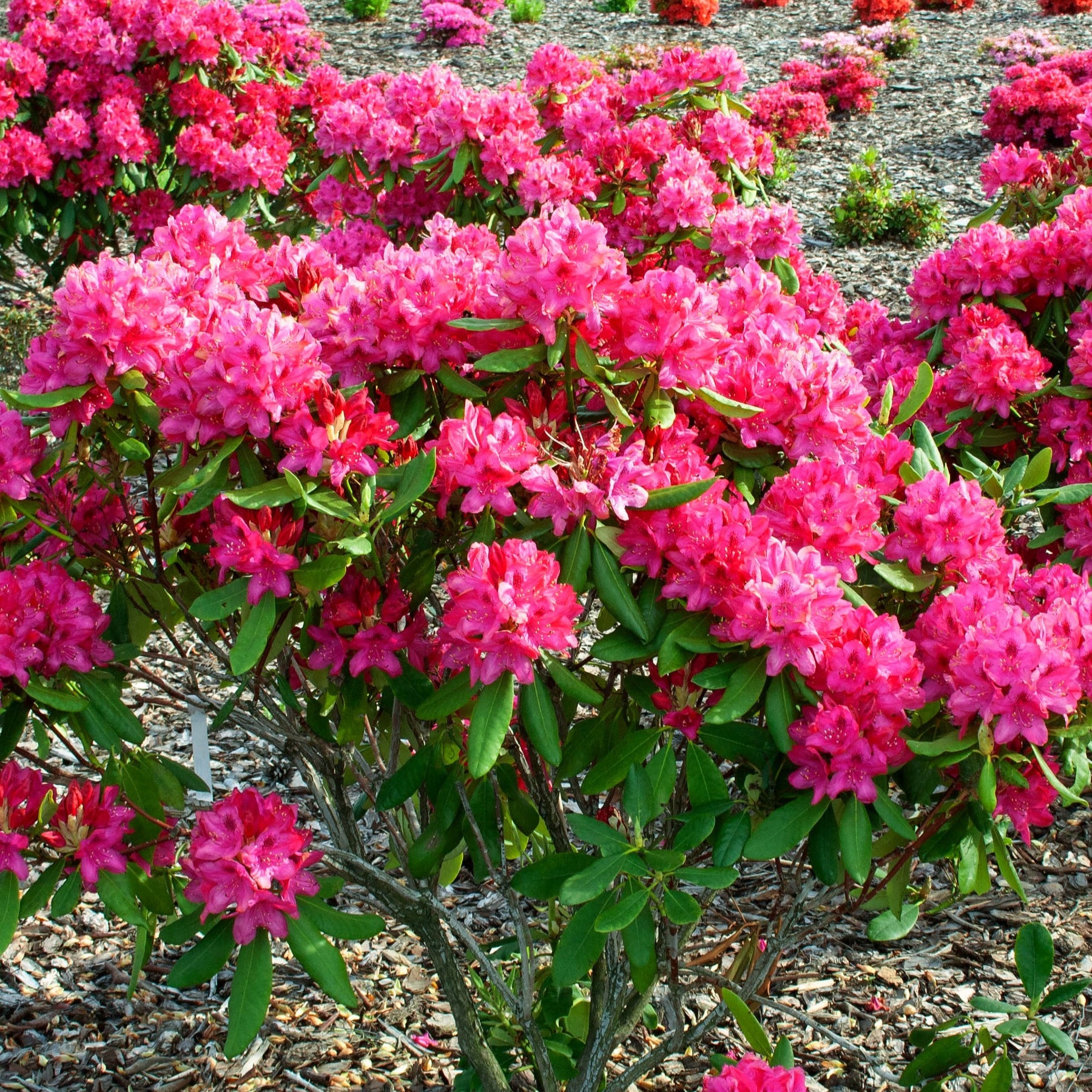 Alpenrose 'Nova Zembla' - Willemse