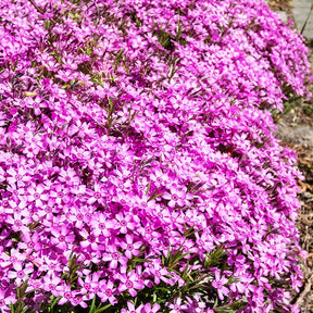 Flammenblume Phlox subulata (x3) - Phlox subulata - Bodendecker