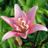 Asiatische Lilie 'Elodie' (x3) - Lilium elodie - Willemse
