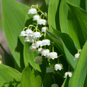 Verkauf Maiglöckchen - Convallaria majalis