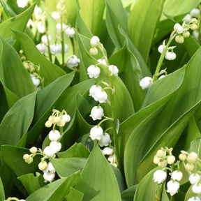 Maiglöckchen 'Majalis' - Convallaria majalis