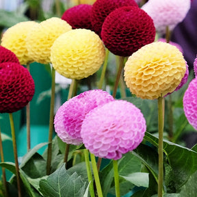 Dahlia - Pompon-Dahlien (x5) - Dahlien-Zwiebeln