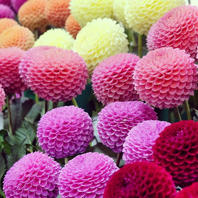 Dahlien-Zwiebeln - Pompon-Dahlien (x5) - Dahlia