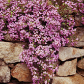 Saponaria ocymoïdes - Kissen-Seifenkraut (x5) - Nackte Wurzeln