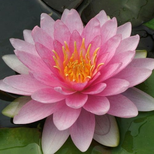 Hollandia Seerose - Nymphaea Hollandia - Willemse