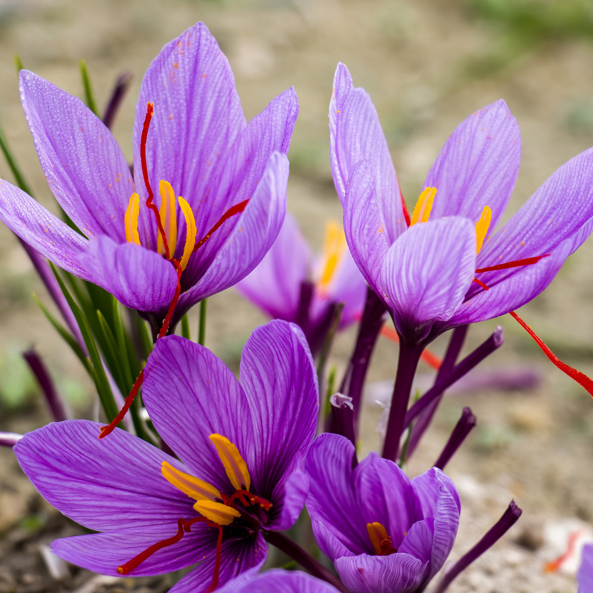 Krokus Crocus sativus (x10) - Crocus sativus - Willemse