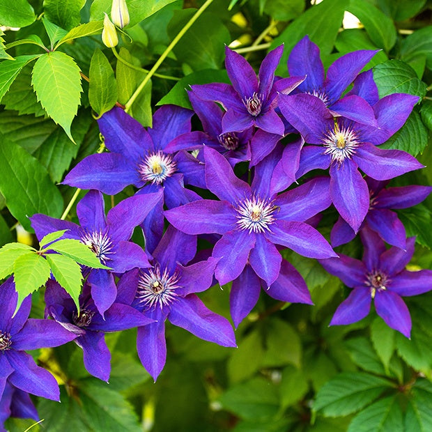 Clematis 'The President' - Willemse