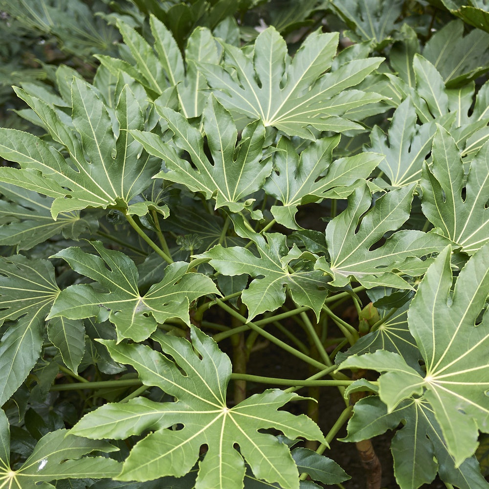 Zimmeraralie - Fatsia japonica