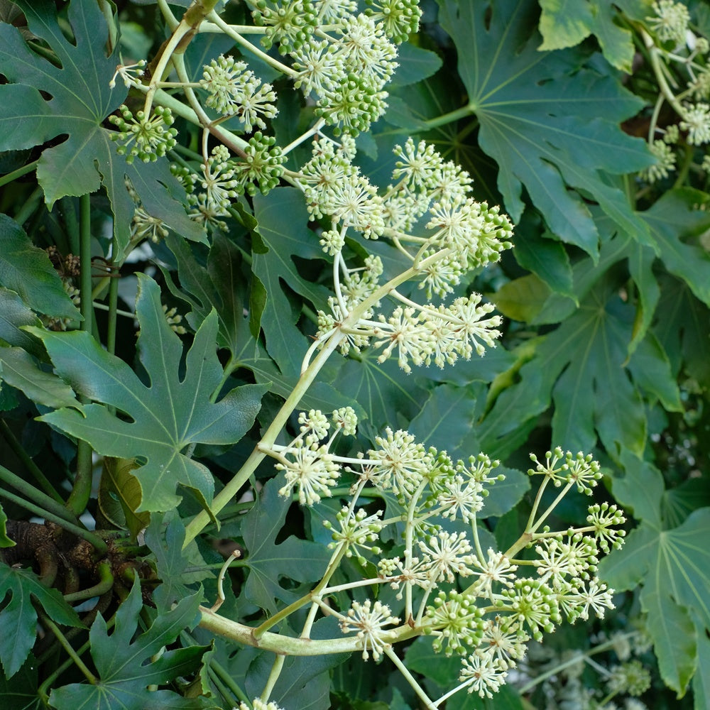 Zimmeraralie - Fatsia japonica