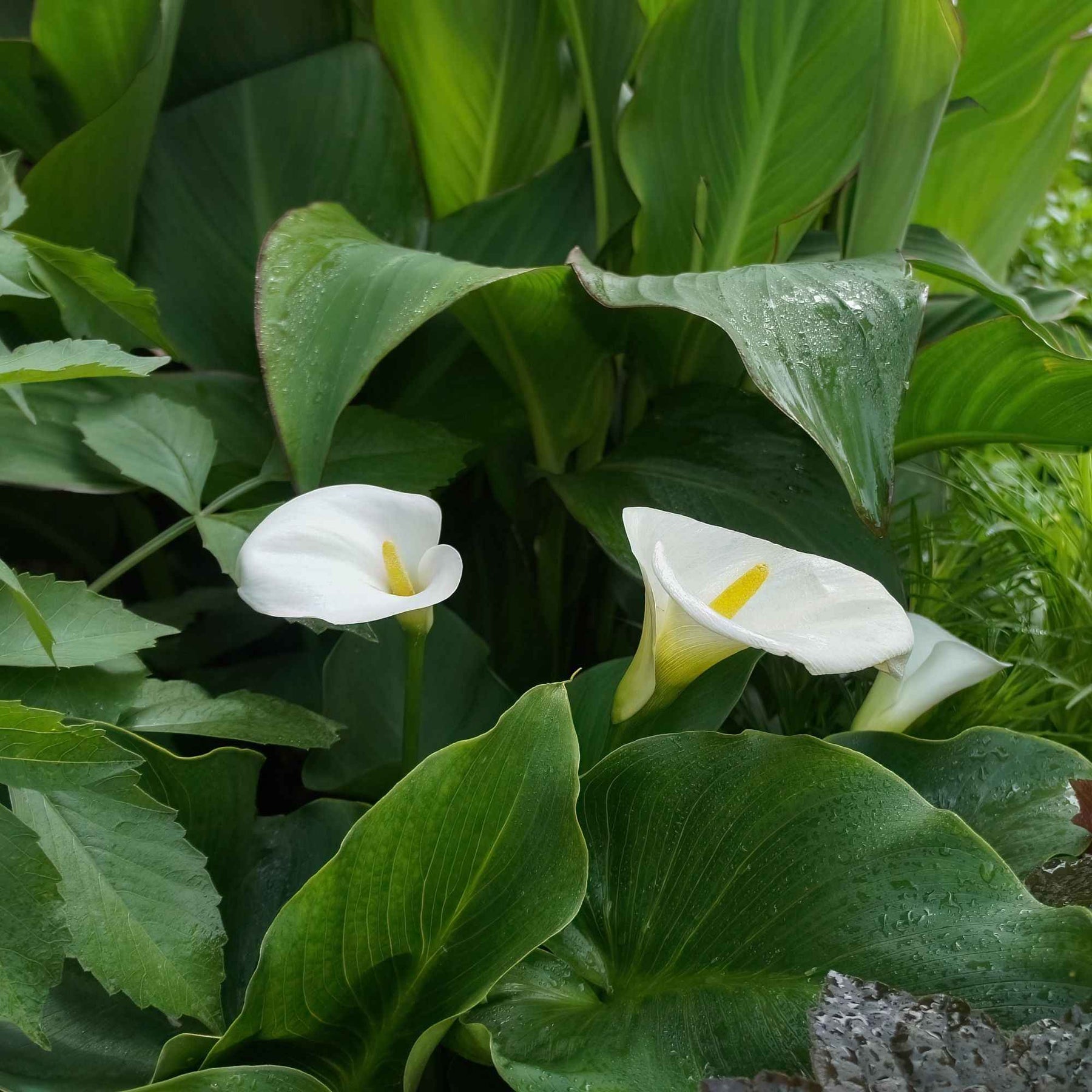 Zantedeschia aethiopica - Äthiopische Calla (x2) - Aronstab-Zwiebeln