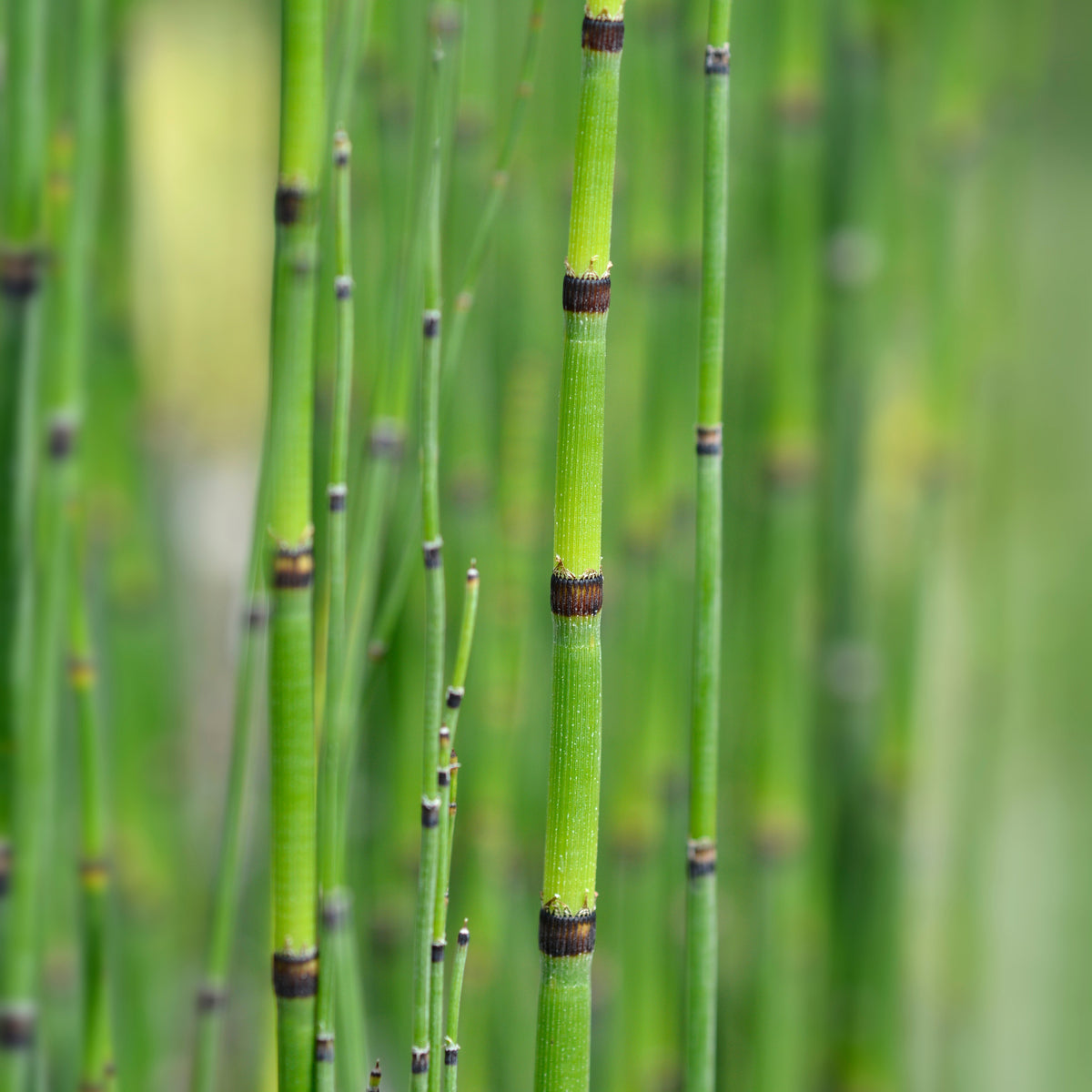Equisetum japonicum - Japanische Ackerschachtelhalm - Alle Teichpflanzen