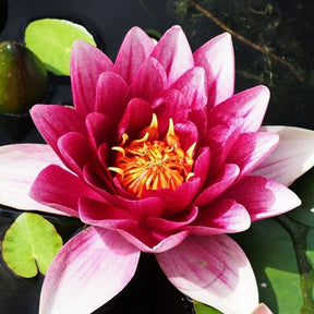Verkauf Seerose Attraktion - Nymphaea 'Attraction'