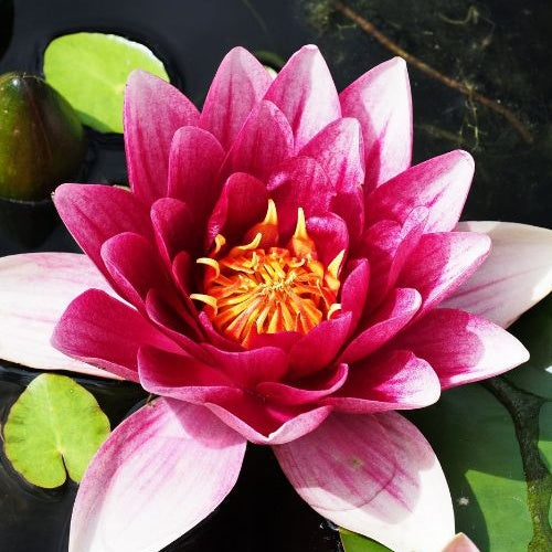 Verkauf Seerose Attraktion - Nymphaea 'Attraction'