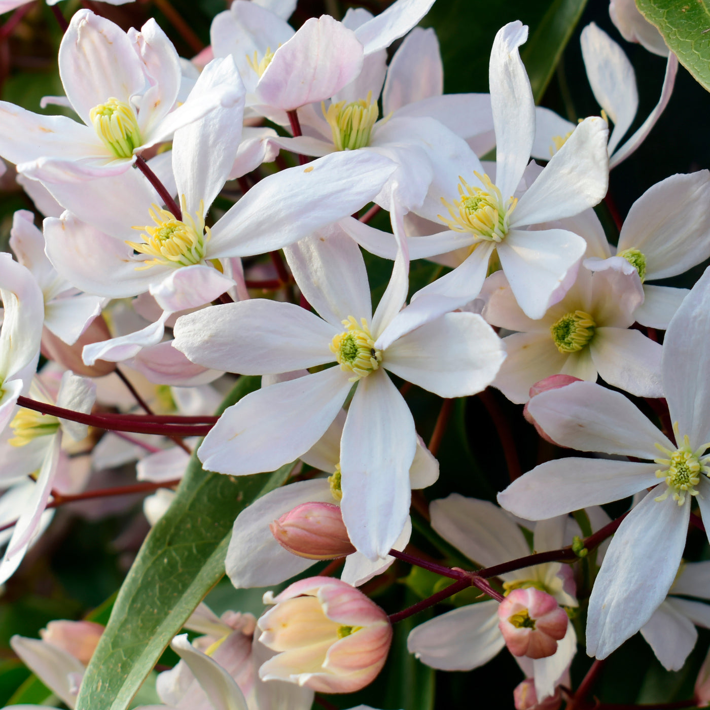 Immergrüne Waldrebe 'Apple Blossom' - Clematis armandii Apple Blossom - Willemse