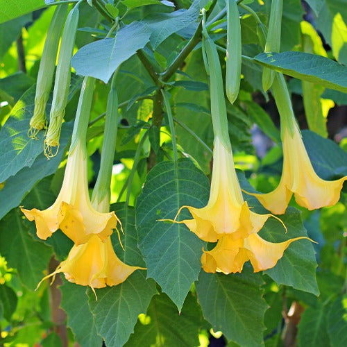 Brugmansia - Engelstrompete 'Tricolor' - Brugmansia