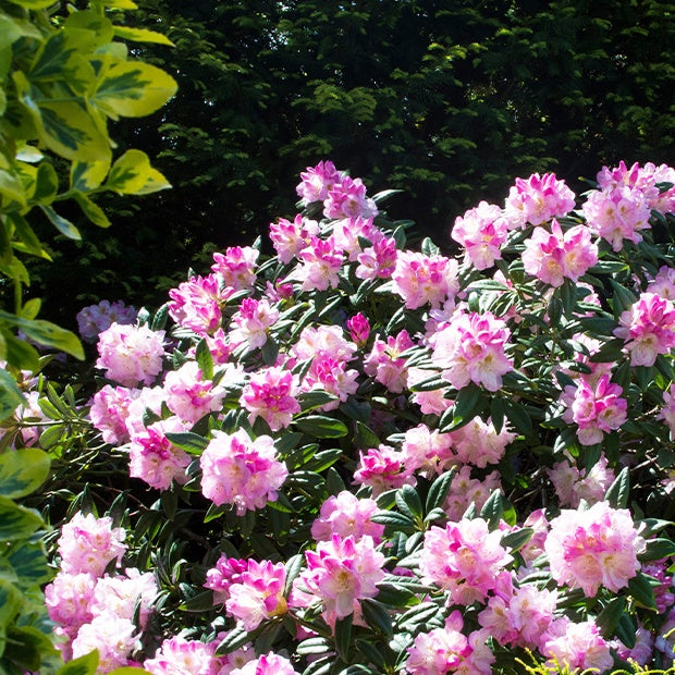 Alpenrose 'Nova Zembla' - Rhododendron yakushimanum doc