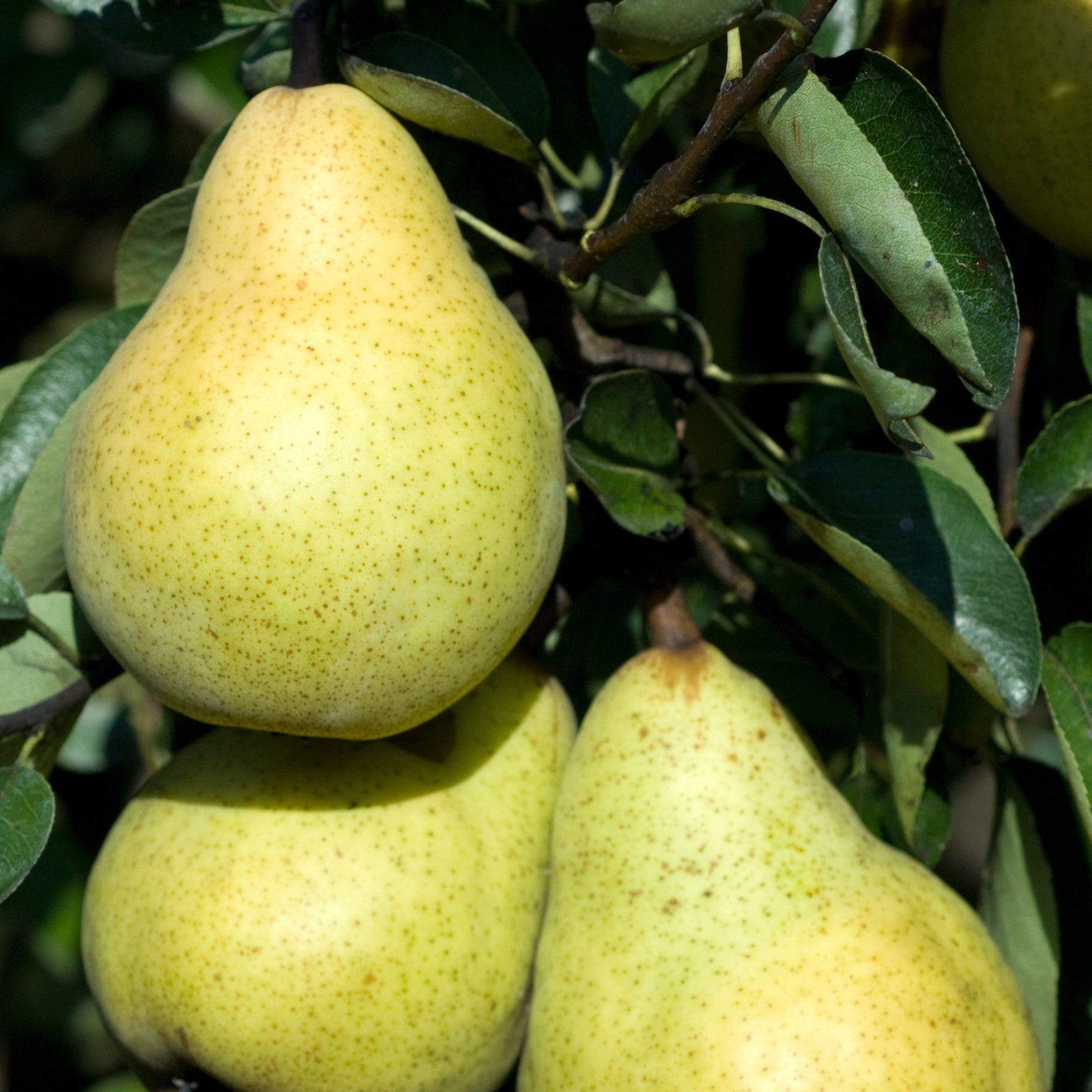 Verkauf Birnenbaum 'Williams' - Birnbäume