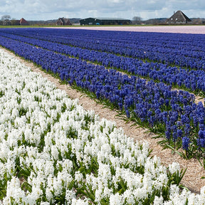 Hyazinthe 'Blue Sky' (x9) - Hyacinthus orientalis - Hyazinthen