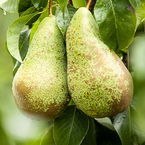 Birnbaum 'Conference' - Pyrus communis conférence