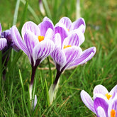 Krokus-Zwiebeln - Krokus 'Pickwick' (x15) - Crocus vernus pick wick
