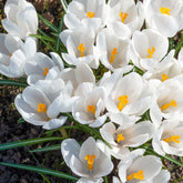 Crocus vernus jeanne d'arc - Krokusse ‘Jeanne d’Arc’ (x15) - Krokus-Zwiebeln