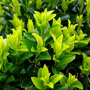 Japanischer Spindelstrauch 'Green Spire' - Euonymus japonicus green spire - Sträucher und Stauden
