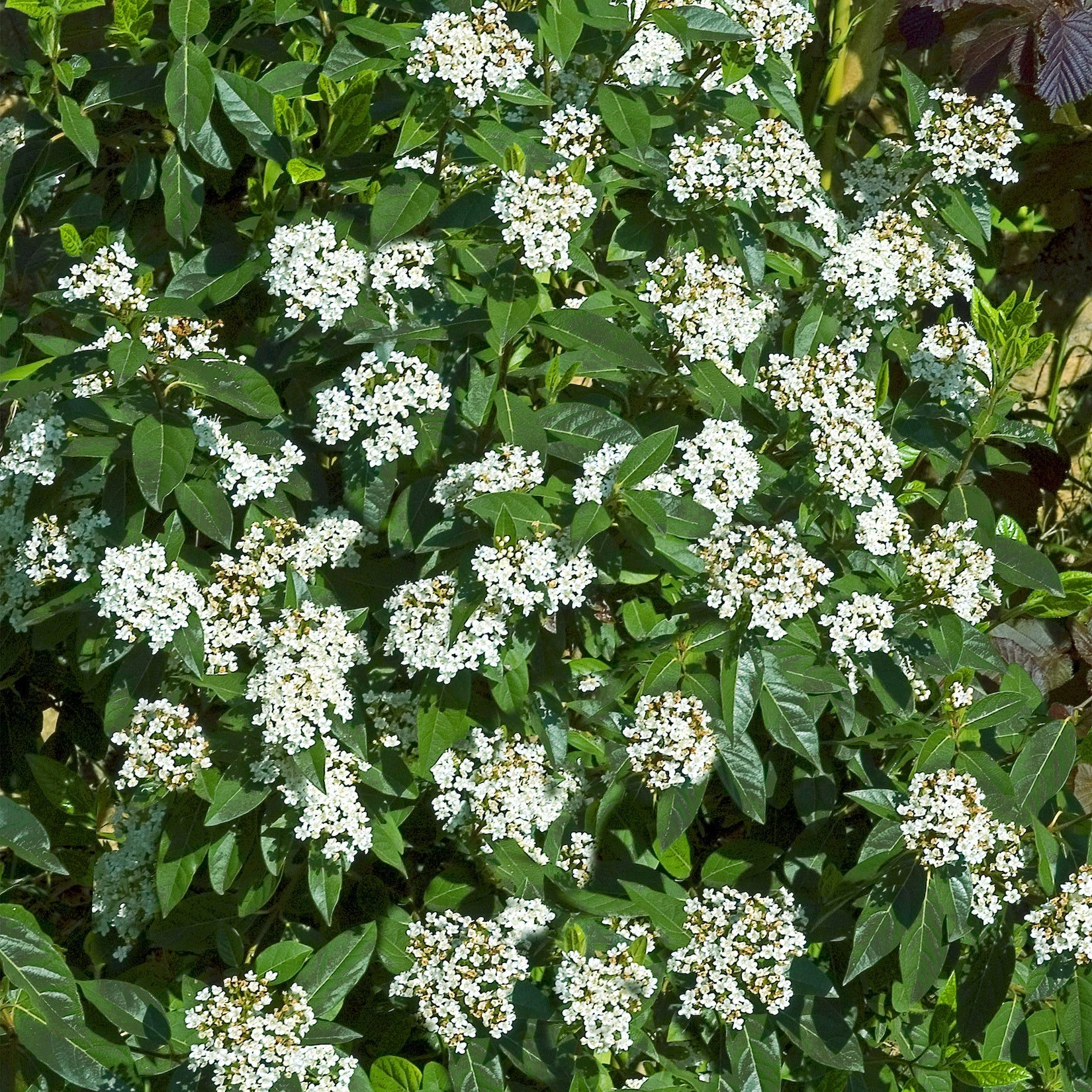 Lorbeer-Schneeball - Viburnum tinus - Sträucher