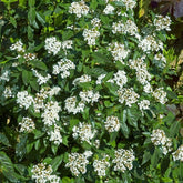 Lorbeer-Schneeball - Viburnum tinus - Sträucher