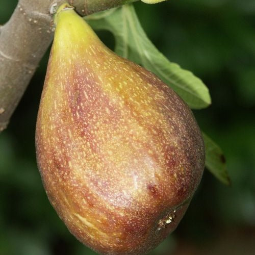 Sommerobst-Kollektion (Feige, Maulbeere, Kiwi)