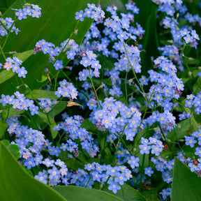 Sumpf-Vergissmeinnicht - Myosotis palustris - Willemse
