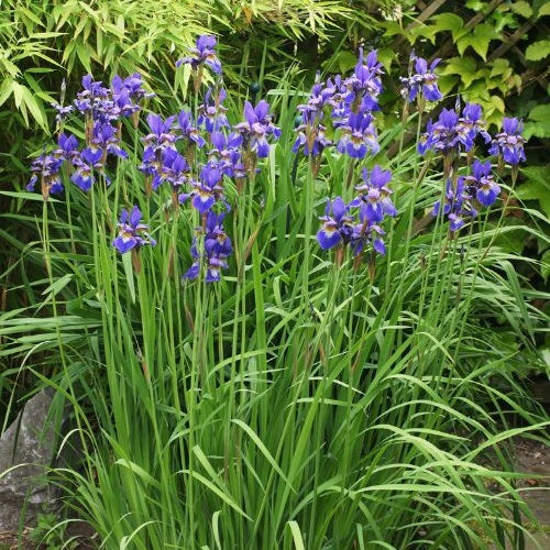 Sibirische Schwertlilie - Iris sibirica - Willemse